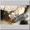 Cacoxenus indagator - Taufliege 02e 2-3mm.jpg